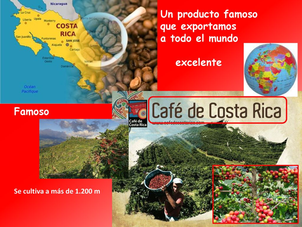 Un producto famoso que exportamos a todo el mundo excelente Famoso