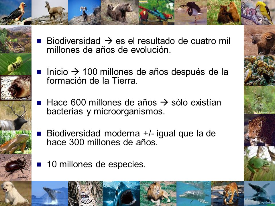 Biodiversidad  es el resultado de cuatro mil millones de años de evolución.