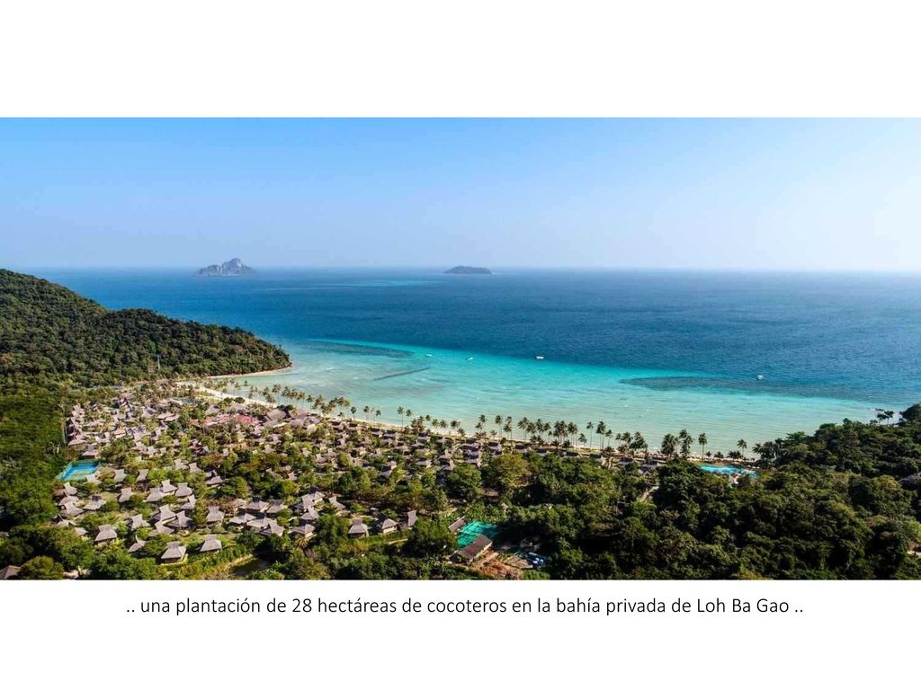.. una plantación de 28 hectáreas de cocoteros en la bahía privada de Loh Ba Gao ..