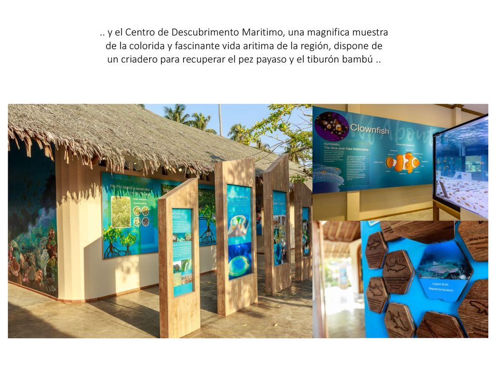 .. y el Centro de Descubrimento Maritimo, una magnifica muestra de la colorida y fascinante vida aritima de la región, dispone de un criadero para recuperar el pez payaso y el tiburón bambú ..