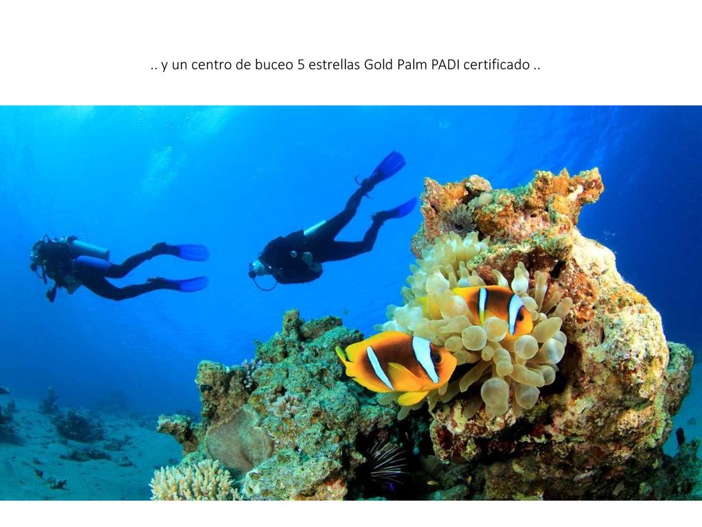 .. y un centro de buceo 5 estrellas Gold Palm PADI certificado ..