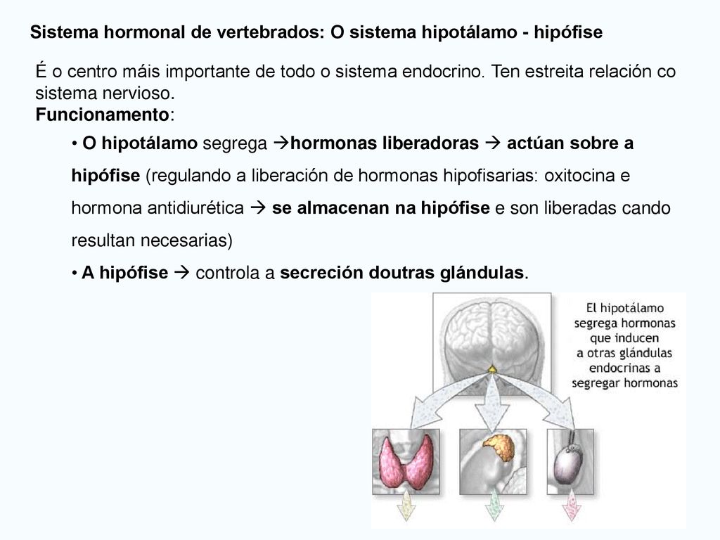 Sistema hormonal de vertebrados: O sistema hipotálamo - hipófise