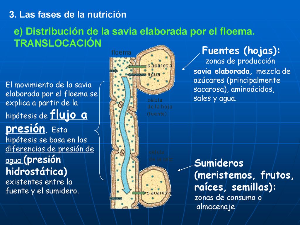 e) Distribución de la savia elaborada por el floema. TRANSLOCACIÓN