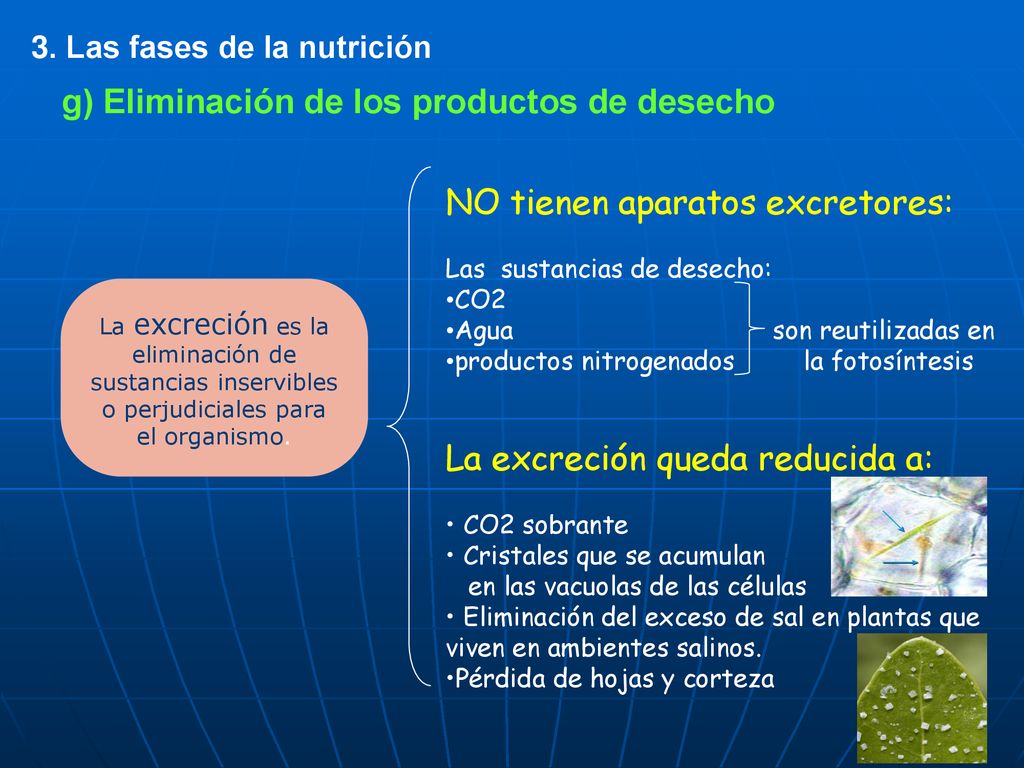 g) Eliminación de los productos de desecho