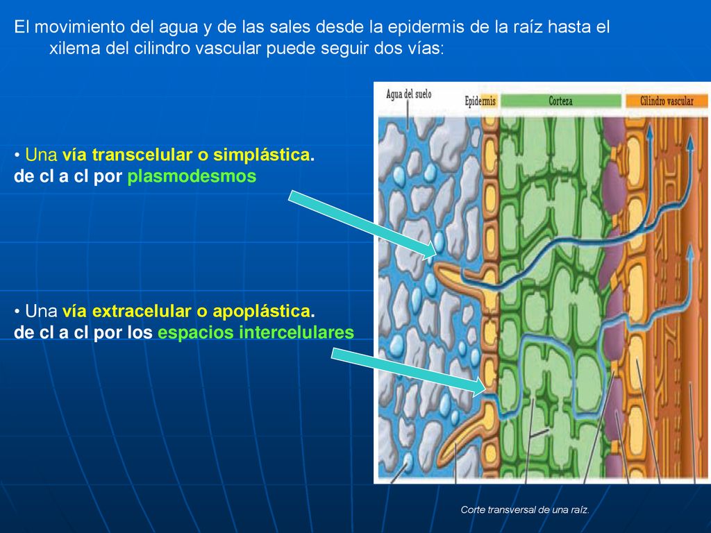 • Una vía transcelular o simplástica. de cl a cl por plasmodesmos