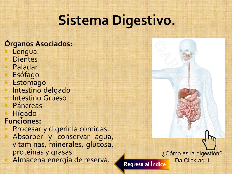 Sistema Digestivo. Órganos Asociados: Lengua. Dientes Paladar Esófago