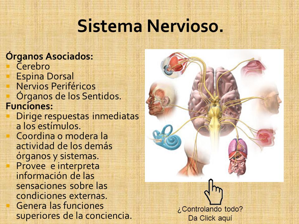 Sistema Nervioso. Órganos Asociados: Cerebro Espina Dorsal