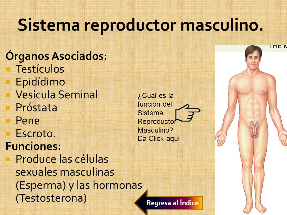 Sistema reproductor masculino.