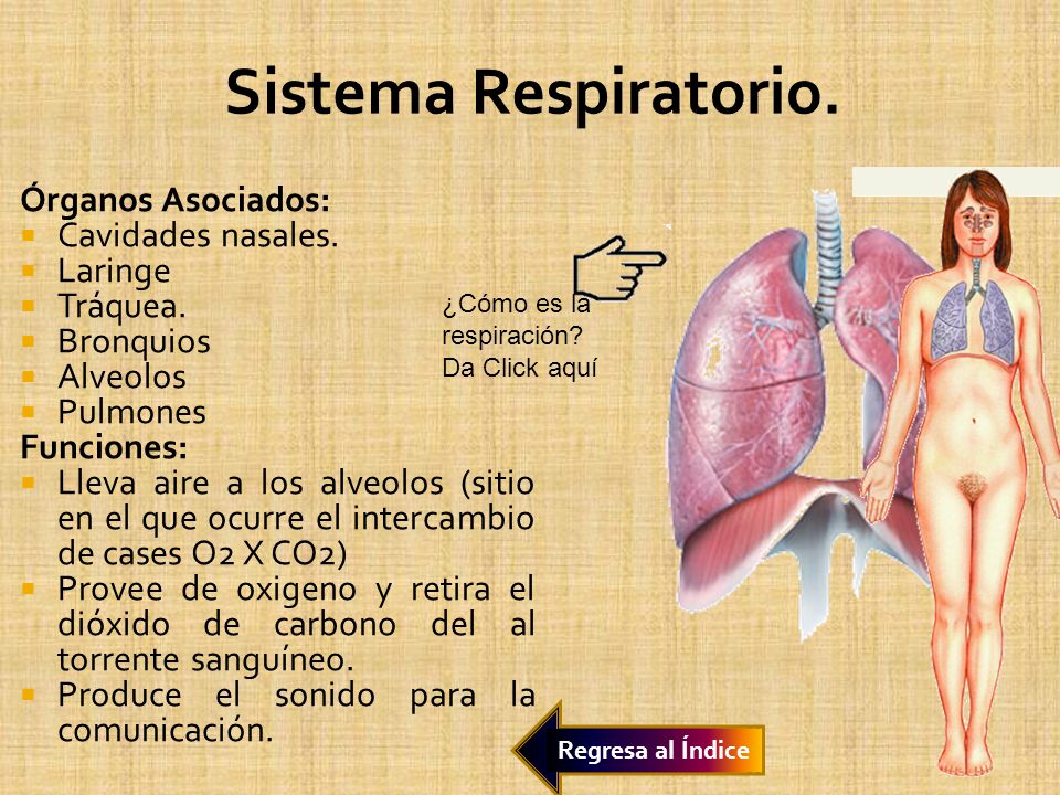 Sistema Respiratorio. Órganos Asociados: Cavidades nasales. Laringe