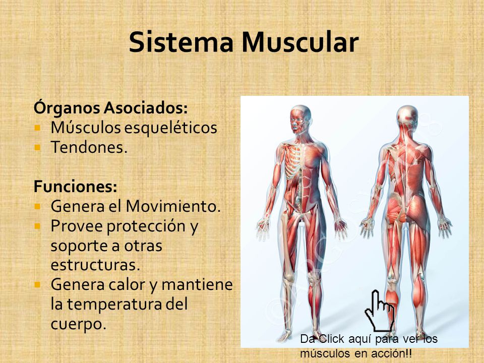 Sistema Muscular Órganos Asociados: Músculos esqueléticos Tendones.