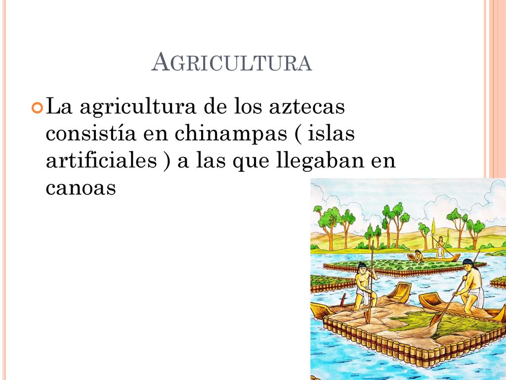 Agricultura La agricultura de los aztecas consistía en chinampas ( islas artificiales ) a las que llegaban en canoas.
