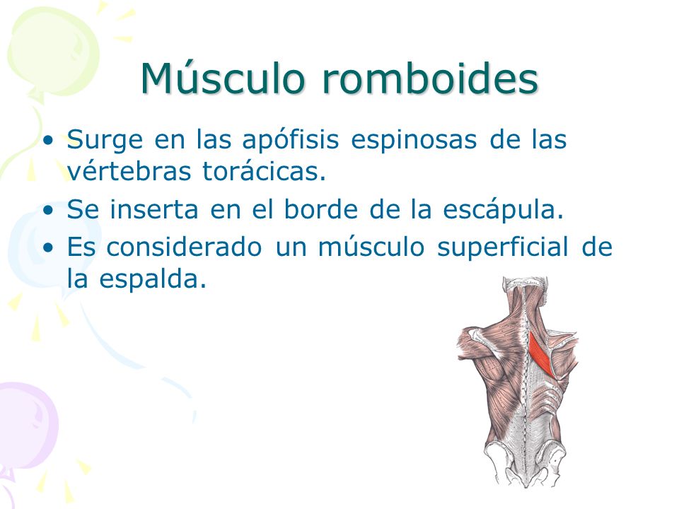 Músculo romboides Surge en las apófisis espinosas de las vértebras torácicas. Se inserta en el borde de la escápula.