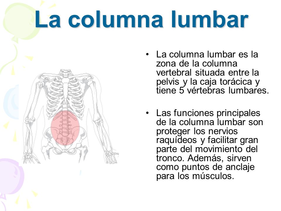 La columna lumbar La columna lumbar es la zona de la columna vertebral situada entre la pelvis y la caja torácica y tiene 5 vértebras lumbares.