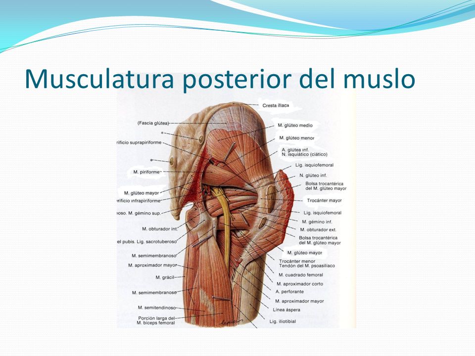 Musculatura posterior del muslo