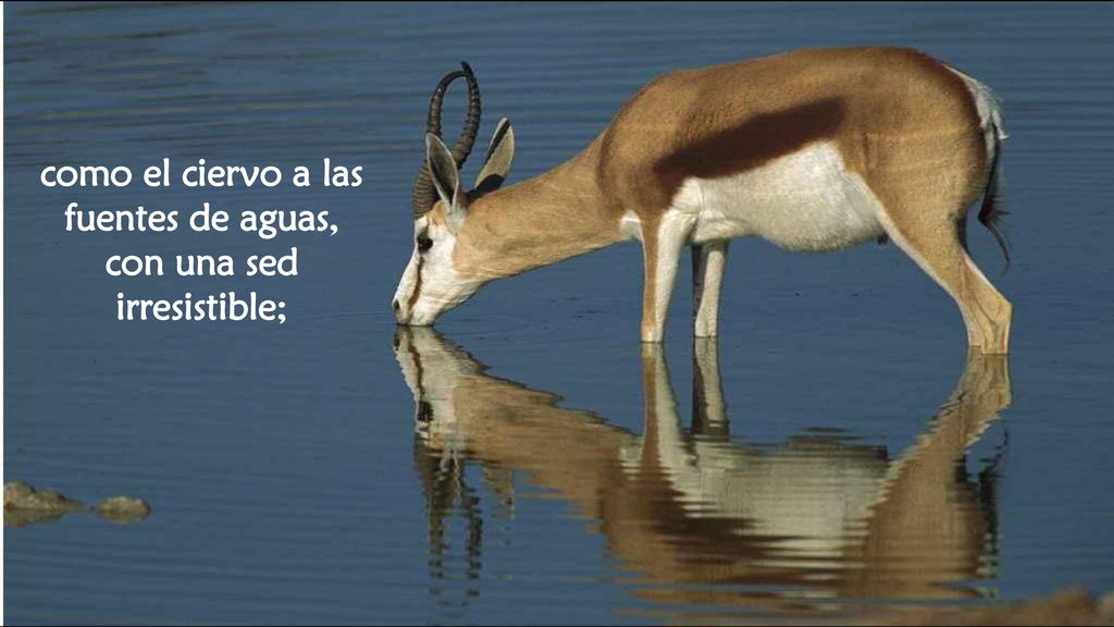 como el ciervo a las fuentes de aguas, con una sed irresistible;