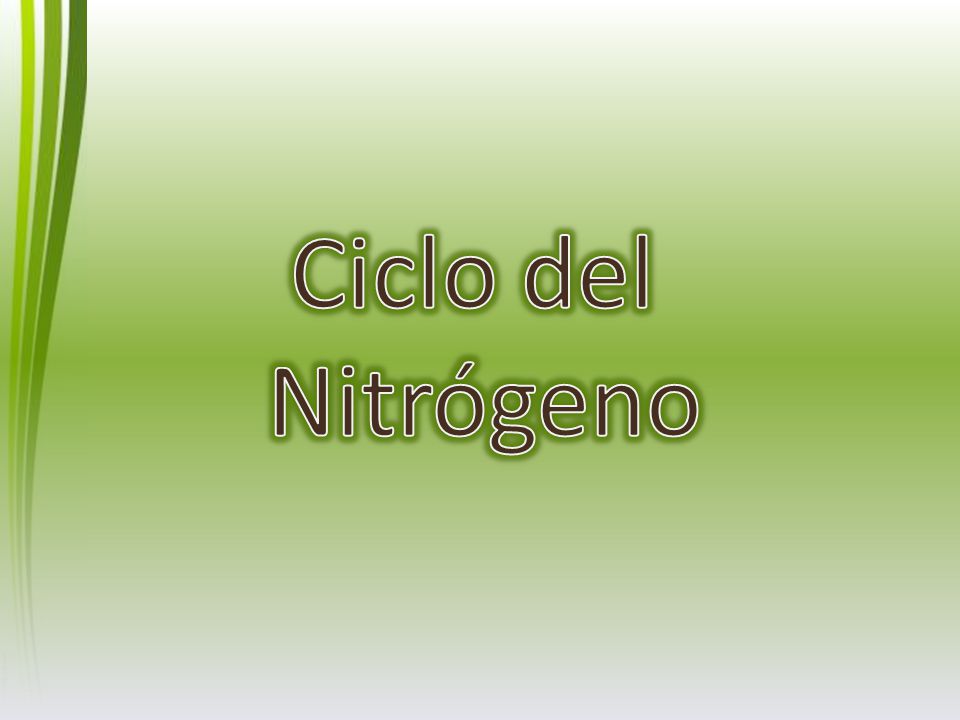 Ciclo del Nitrógeno