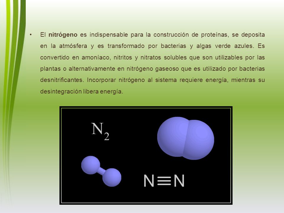 El nitrógeno es indispensable para la construcción de proteínas, se deposita en la atmósfera y es transformado por bacterias y algas verde azules.