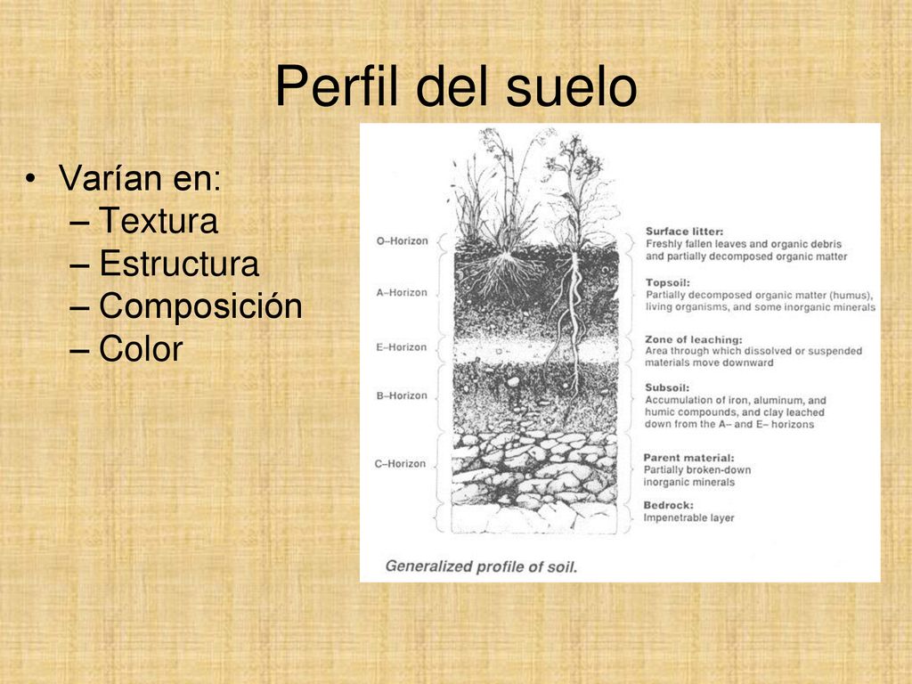 Perfil del suelo Varían en: Textura Estructura Composición Color
