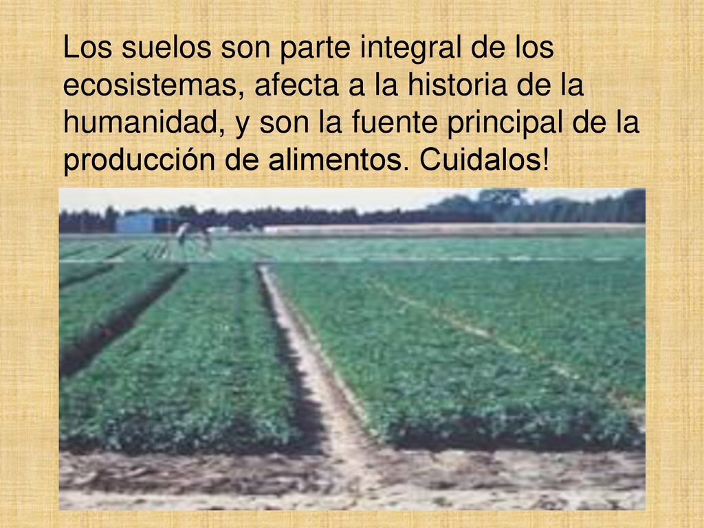 Los suelos son parte integral de los ecosistemas, afecta a la historia de la humanidad, y son la fuente principal de la producción de alimentos.