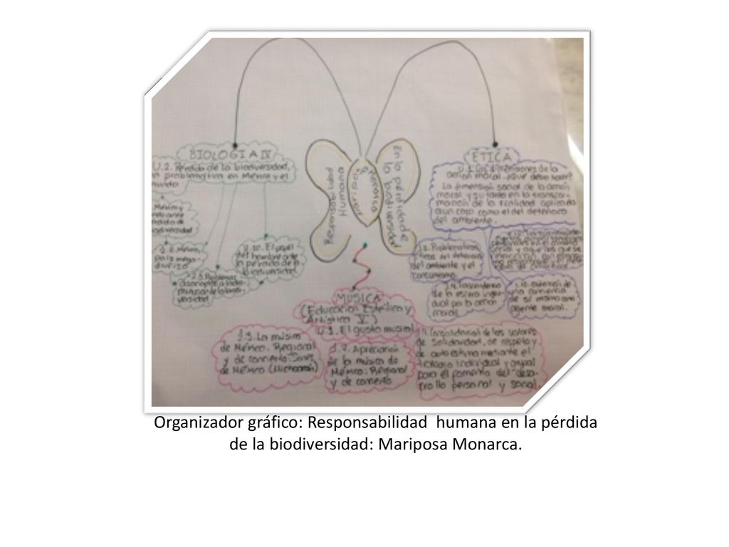 Organizador gráfico: Responsabilidad humana en la pérdida de la biodiversidad: Mariposa Monarca.