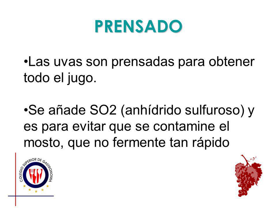 PRENSADO Las uvas son prensadas para obtener todo el jugo.