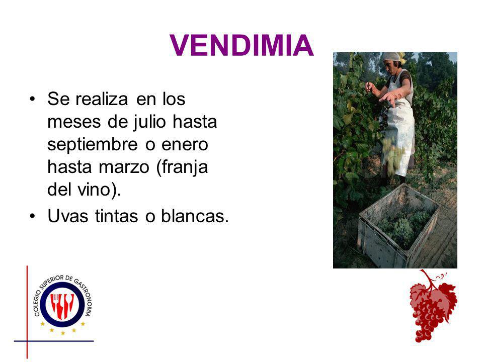 VENDIMIA Se realiza en los meses de julio hasta septiembre o enero hasta marzo (franja del vino).