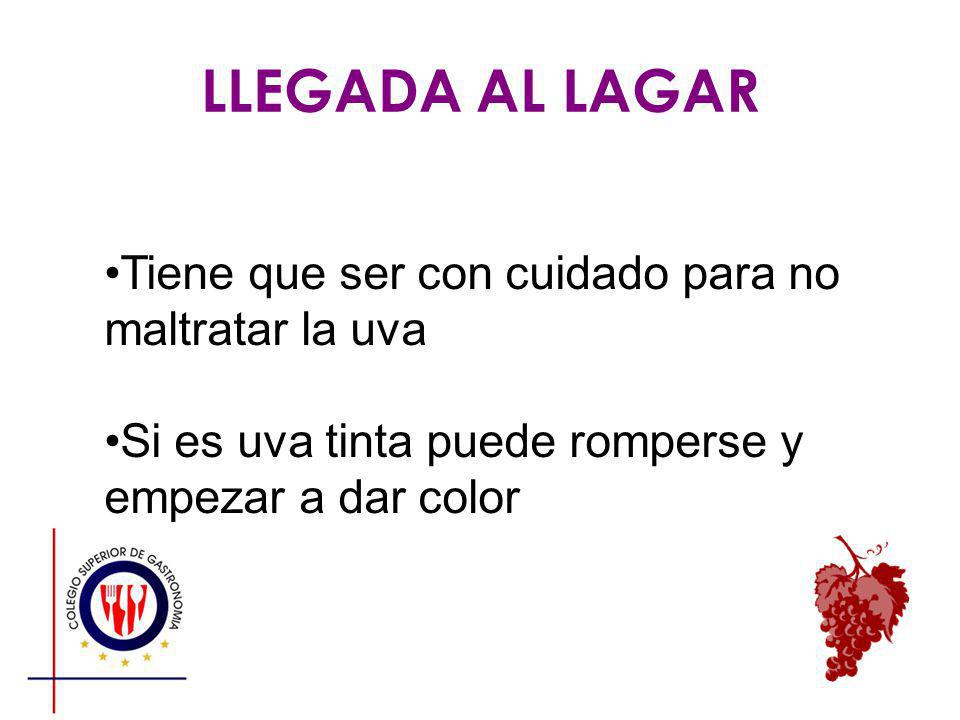 LLEGADA AL LAGAR Tiene que ser con cuidado para no maltratar la uva