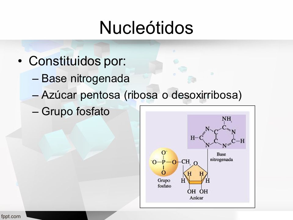 Nucleótidos Constituidos por: Base nitrogenada
