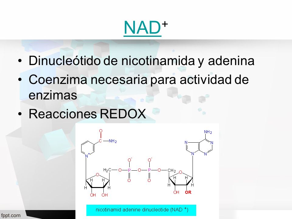 NAD+ Dinucleótido de nicotinamida y adenina