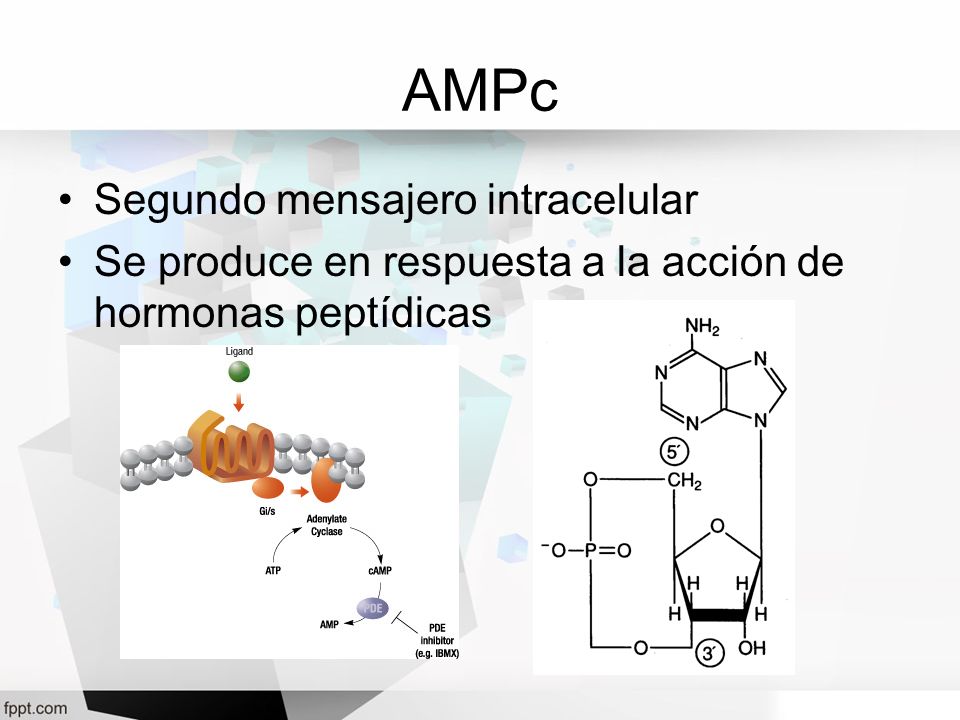 AMPc Segundo mensajero intracelular