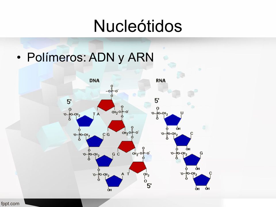 Nucleótidos Polímeros: ADN y ARN