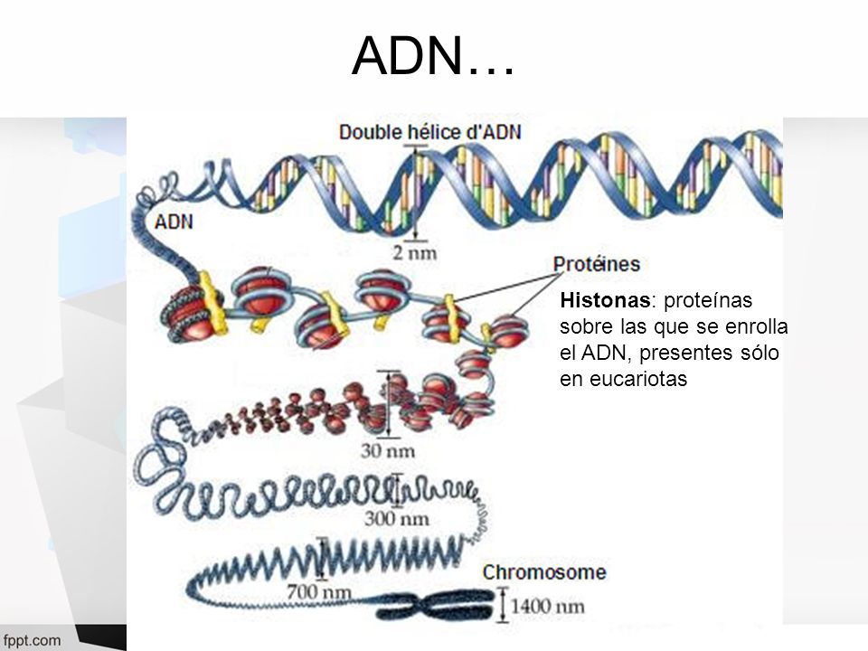 ADN… Histonas: proteínas sobre las que se enrolla el ADN, presentes sólo en eucariotas