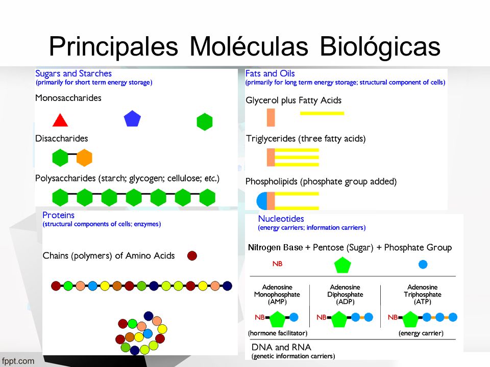 Principales Moléculas Biológicas