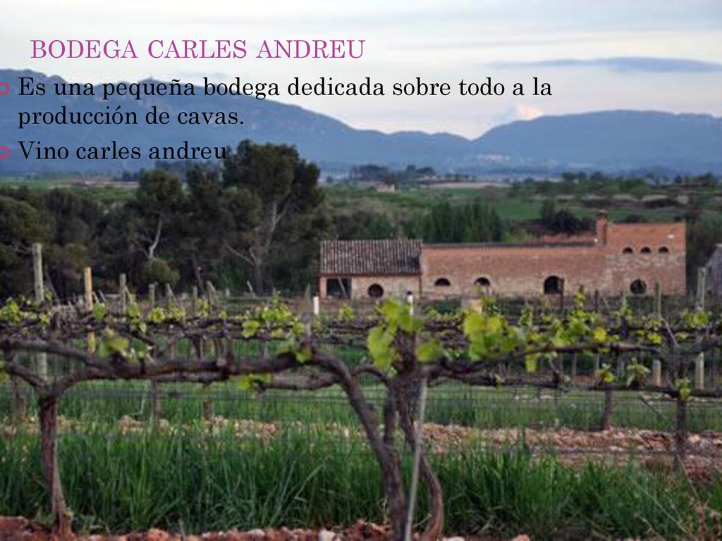 bodega carles andreu Es una pequeña bodega dedicada sobre todo a la producción de cavas.
