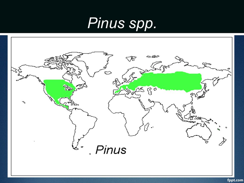 Pinus spp. Llega hasta Nicaragua, norte de filipinas. Caribea