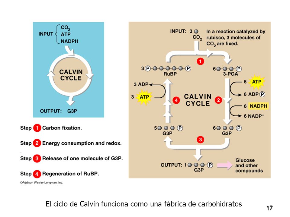 El ciclo de Calvin funciona como una fábrica de carbohidratos