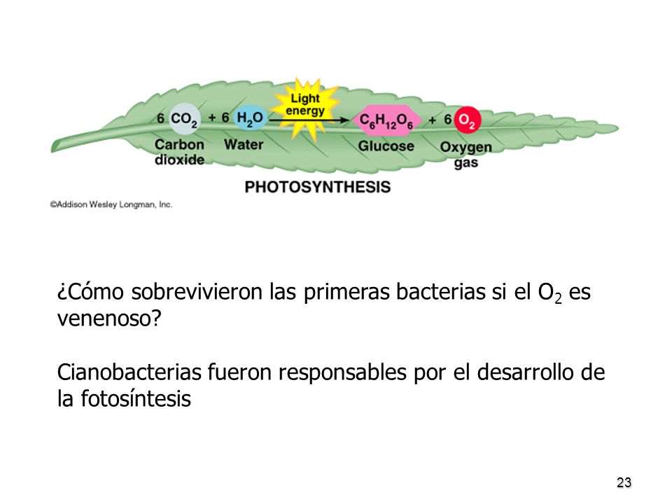 ¿Cómo sobrevivieron las primeras bacterias si el O2 es venenoso