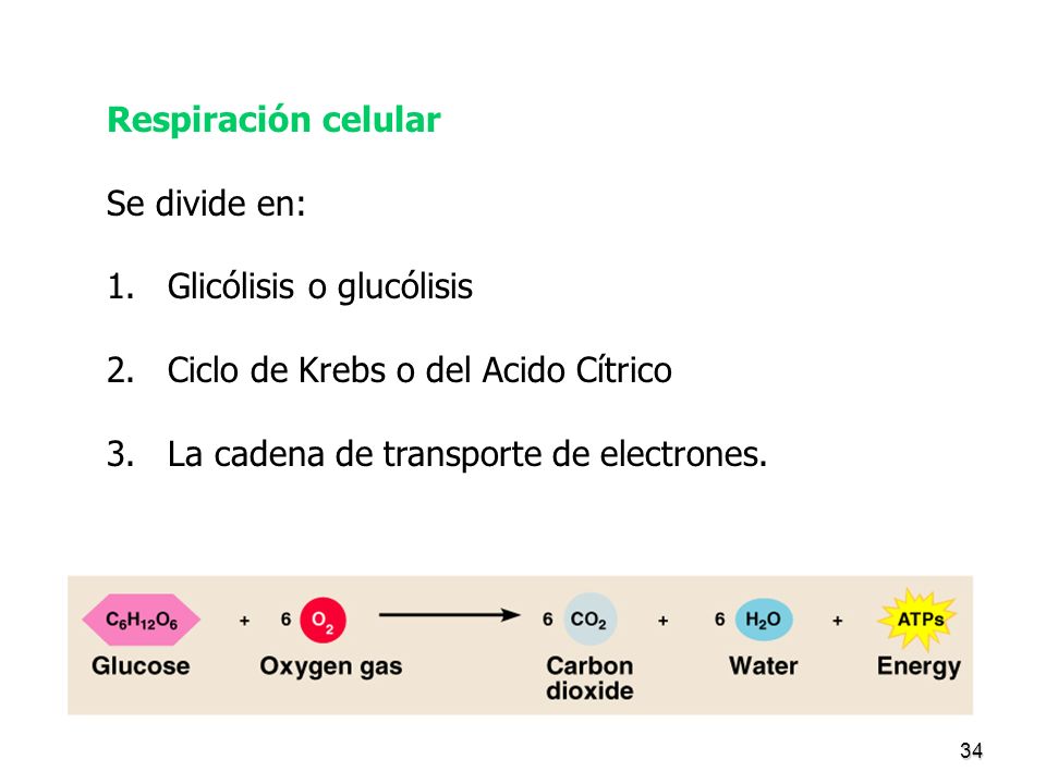 Glicólisis o glucólisis Ciclo de Krebs o del Acido Cítrico