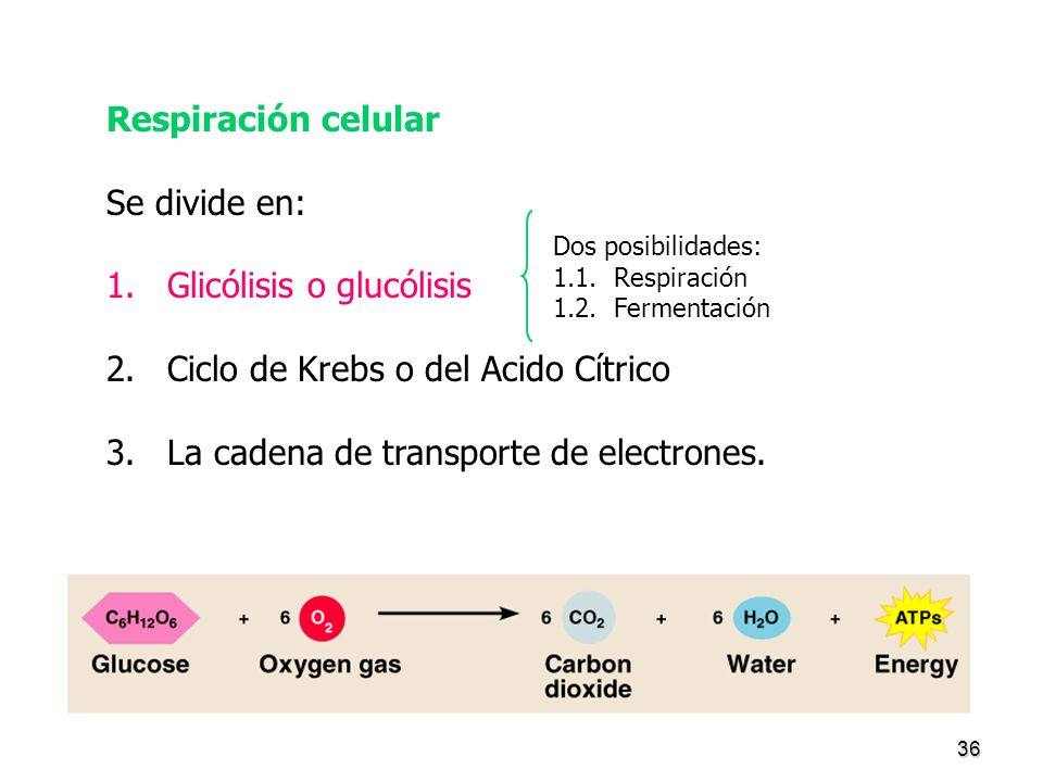 Glicólisis o glucólisis Ciclo de Krebs o del Acido Cítrico