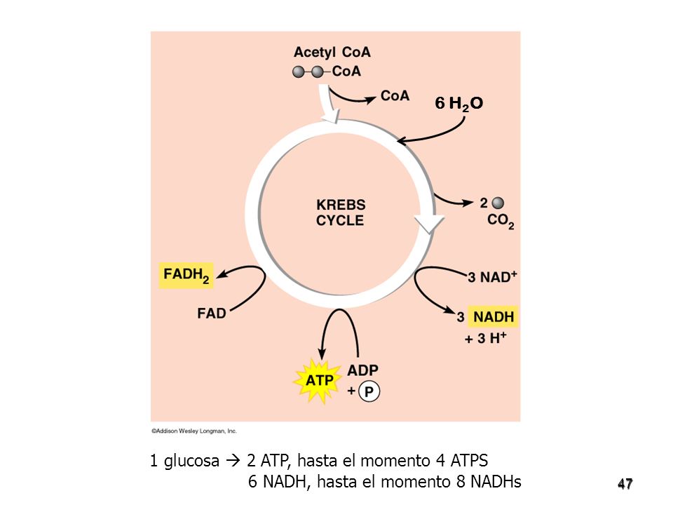1 glucosa  2 ATP, hasta el momento 4 ATPS