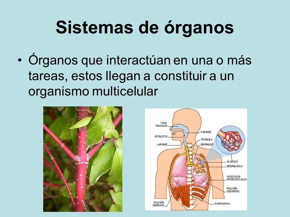 Sistemas de órganos Órganos que interactúan en una o más tareas, estos llegan a constituir a un organismo multicelular.