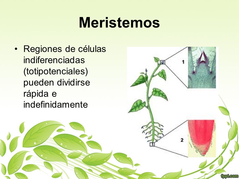 Meristemos Regiones de células indiferenciadas (totipotenciales) pueden dividirse rápida e indefinidamente.