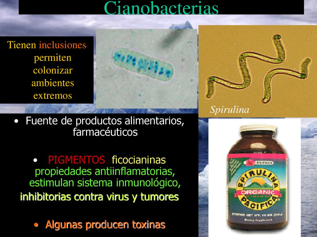 Cianobacterias Tienen inclusiones permiten colonizar ambientes extremos. Spirulina. Fuente de productos alimentarios, farmacéuticos.