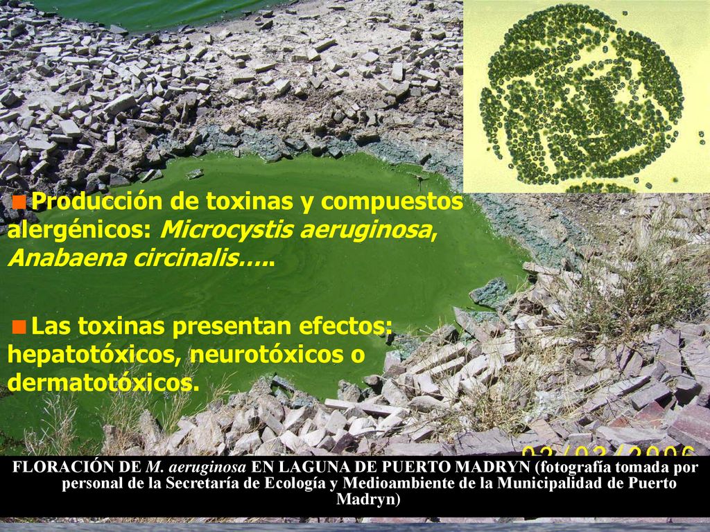 Producción de toxinas y compuestos alergénicos: Microcystis aeruginosa, Anabaena circinalis…..