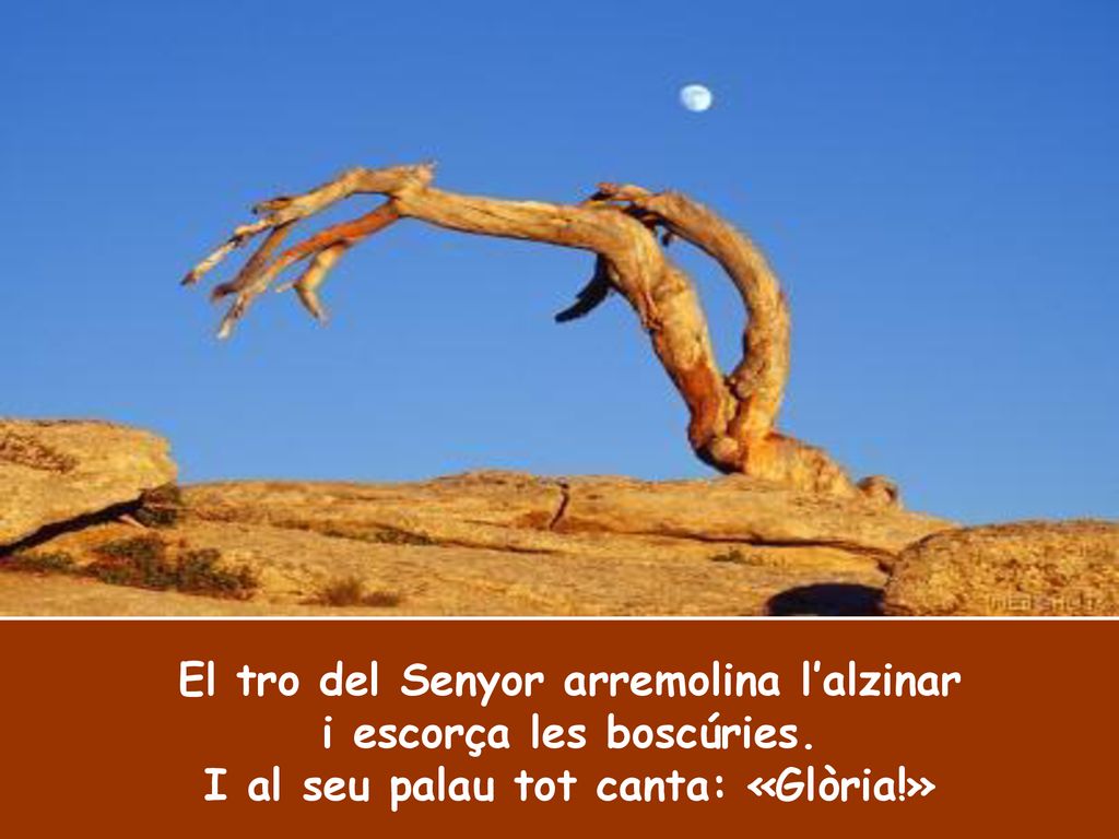 El tro del Senyor arremolina l’alzinar i escorça les boscúries.