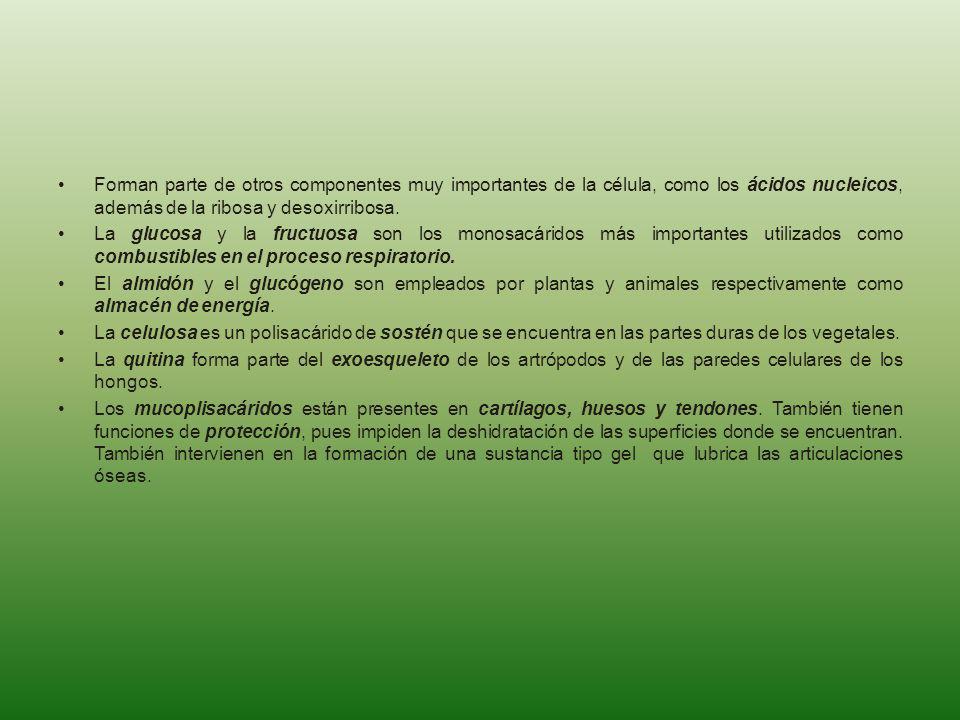 Forman parte de otros componentes muy importantes de la célula, como los ácidos nucleicos, además de la ribosa y desoxirribosa.