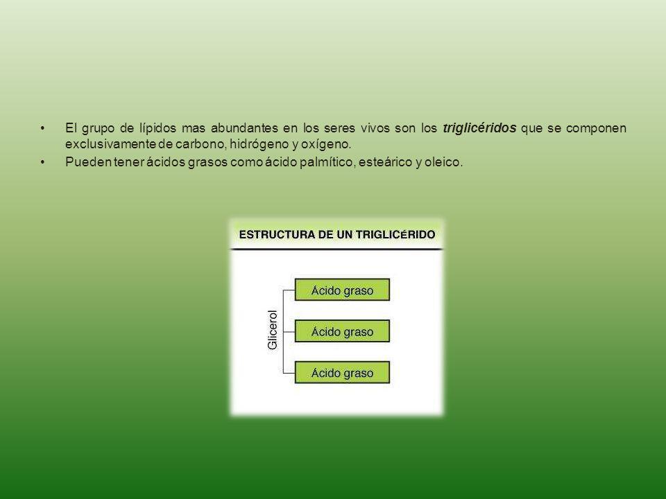 El grupo de lípidos mas abundantes en los seres vivos son los triglicéridos que se componen exclusivamente de carbono, hidrógeno y oxígeno.