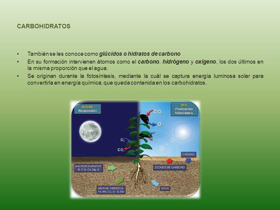 CARBOHIDRATOS También se les conoce como glúcidos o hidratos de carbono.