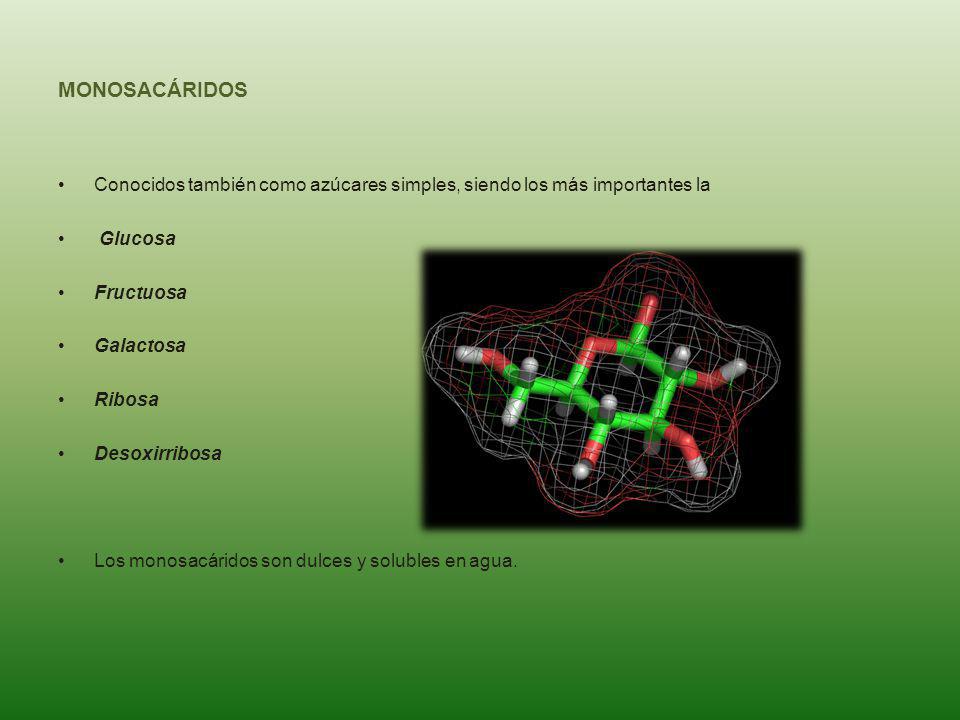 MONOSACÁRIDOS Conocidos también como azúcares simples, siendo los más importantes la. Glucosa. Fructuosa.
