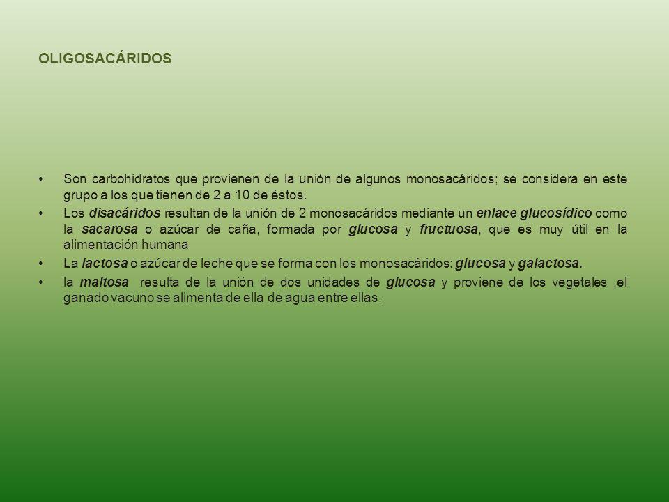 OLIGOSACÁRIDOS Son carbohidratos que provienen de la unión de algunos monosacáridos; se considera en este grupo a los que tienen de 2 a 10 de éstos.